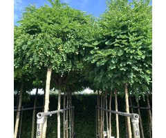 Bolacacia - Robinia pseudoacacia 'Umbraculifera'