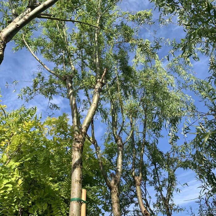 Gele treurwilg - Salix sepulcralis 'Chrysocoma'