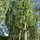 Zilverwilg - Salix alba 'Sericea'