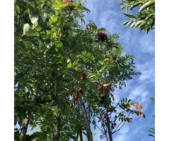 Lijsterbes - Sorbus aucuparia 'Fingerprint'