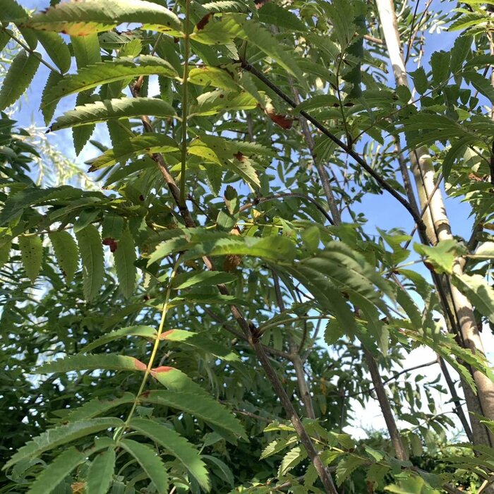 Lijsterbes - Sorbus aucuparia 'Fingerprint'