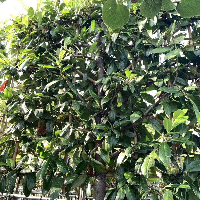 Leilaurier - Prunus laurocerasus 'Novita' leiboom