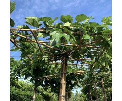 Dakmoerbei - Morus alba fruitless  dakboom