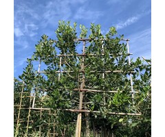 Lei Hulst - Ilex 'Nellie R. Stevens' leiboom