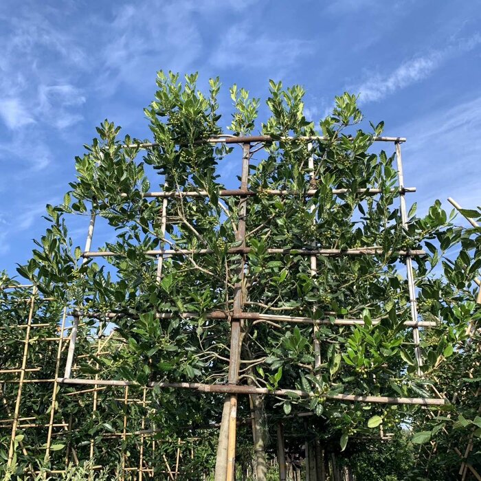 Lei Hulst - Ilex 'Nellie R. Stevens' leiboom