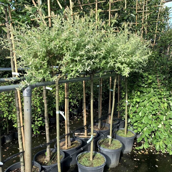 Wilg op stam - Salix integra 'Hakuro-nishiki'