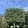 Lei steeneik - Quercus ilex leiboom