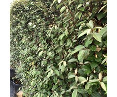 Olijfwilg haag - Elaeagnus ebbingei 'Compacta'