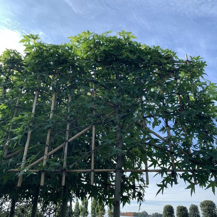 Lei amberboom  - Liquidambar styraciflua leiboom