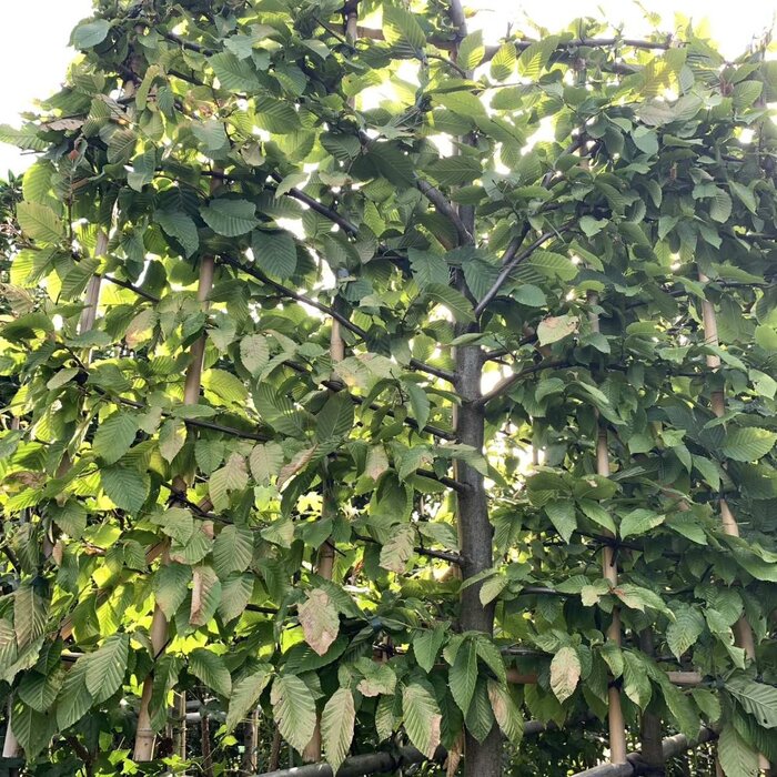 Leihaagbeuk - Carpinus betulus leiboom