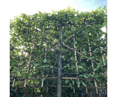 Leihaagbeuk - Carpinus betulus leiboom