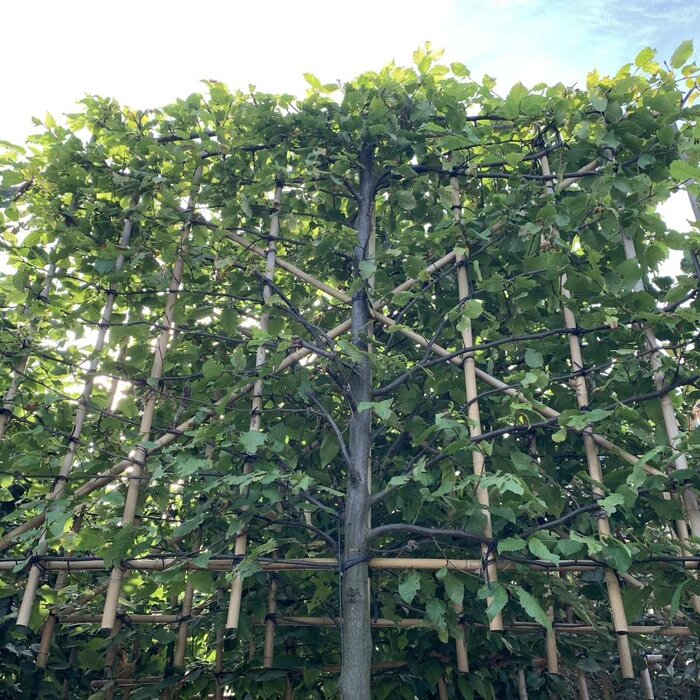 Leihaagbeuk - Carpinus betulus leiboom