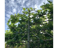 Lei plataan - Platanus hispanica leiboom