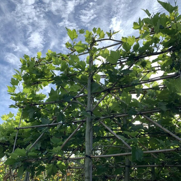 Lei plataan - Platanus hispanica leiboom