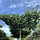 Moeraseik (dakvorm) - Quercus palustris dakboom