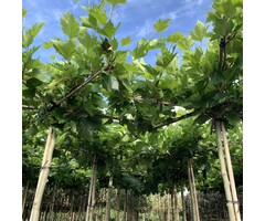 Dakplataan - Platanus dakboom