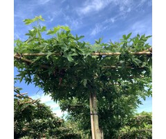 Dak amberboom - Liquidambar styraciflua 'Worplesdon' dakboom