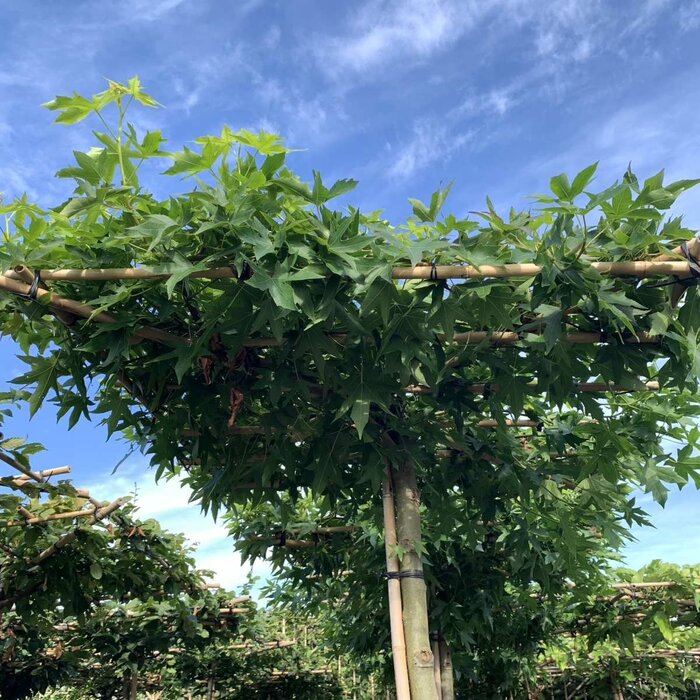 Dakamberboom - Liquidambar styraciflua dakboom