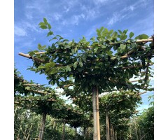 Dakbeuk - Carpinus betulus dakboom