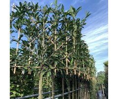 Leilaurier - Prunus laurocerasus 'Caucasica' leiboom