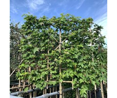 Lei amberboom  - Liquidambar styraciflua 'Worplesdon' leiboom