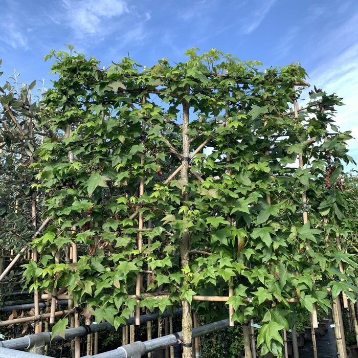 Lei amberboom  - Liquidambar styraciflua 'Worplesdon' leiboom