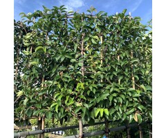 Portugese leilaurier - Prunus lusitanica 'Angustifolia' leiboom