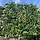 Portugese Leilaurier - Prunus lusitanica 'Angustifolia' leiboom