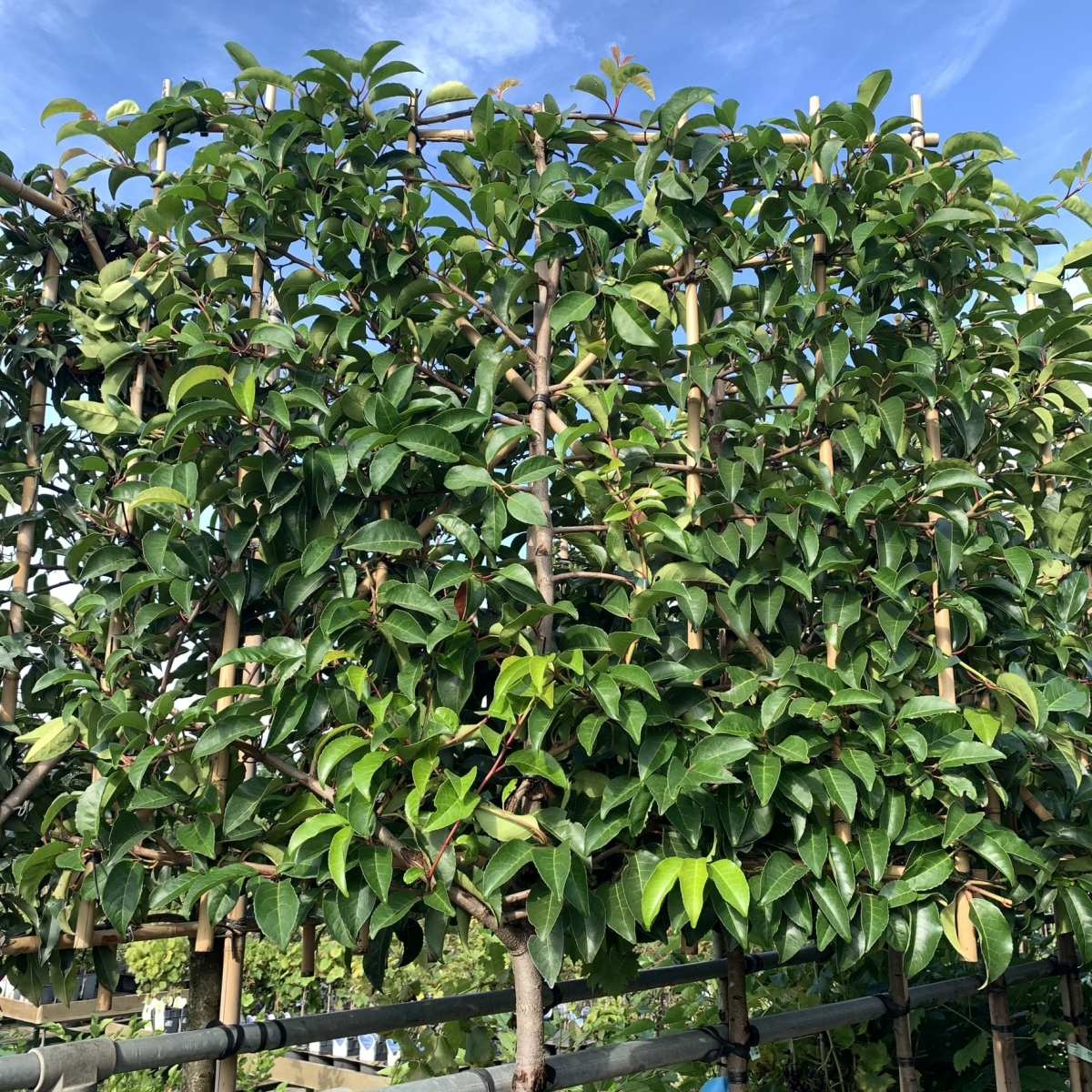 Portugese Leilaurier - Prunus lusitanica 'Angustifolia' leiboom