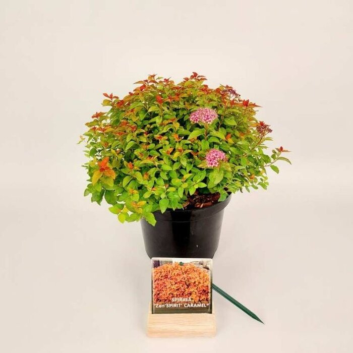 Spierstruik - Spirea japonica Zen'Spirit Caramel