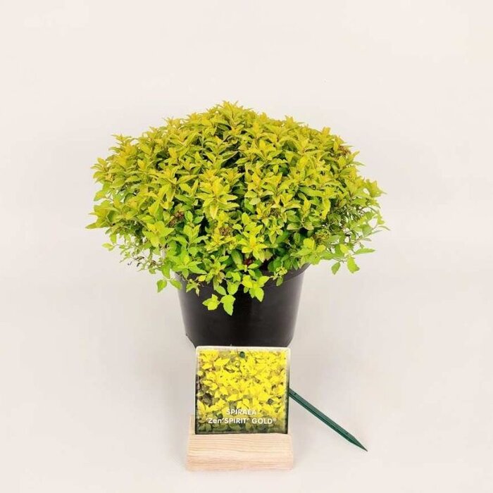 Spierstruik - Spirea japonica Zen'Spirit Gold