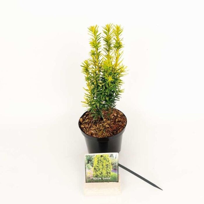 Venijnboom - Taxus baccata 'David'