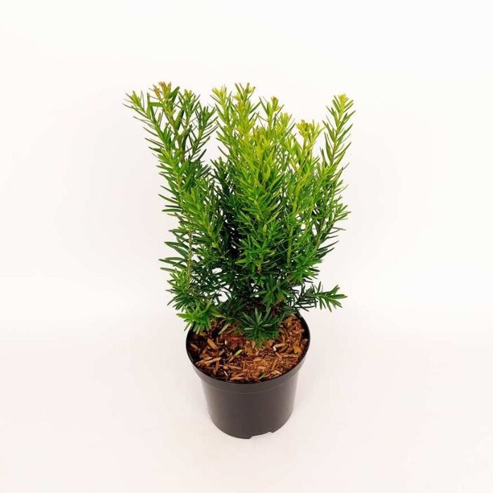 Taxus - Taxus media 'Densiformis'