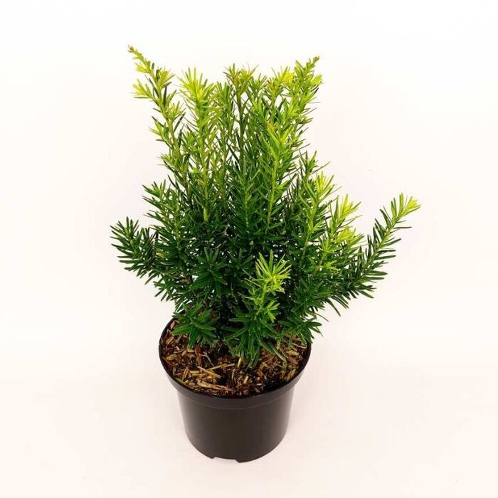 Taxus - Taxus media 'Farmen'