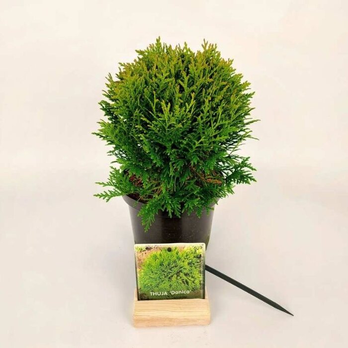 Westerse levensboom - Thuja occidentalis 'Danica'