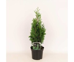 Thuja occidentalis 'Degroot's Spire'  - Westerse Levensboom