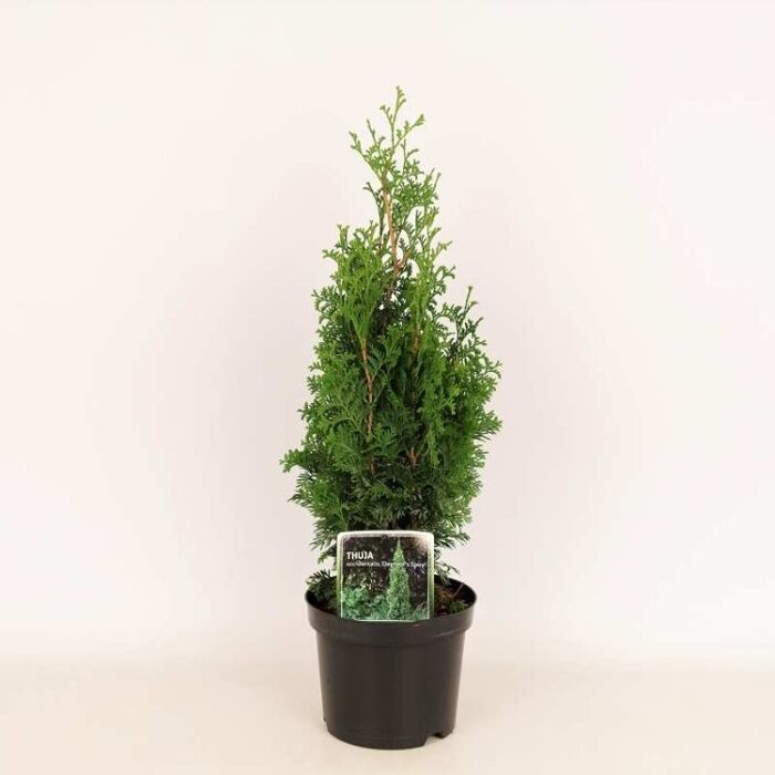 Westerse Levensboom - Thuja occidentalis 'Degroot's Spire'