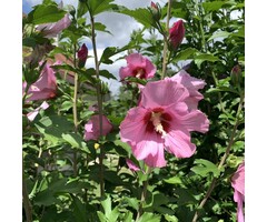 Tuinhibiscus op stam - Hibiscus syriacus 'Woodbridge'