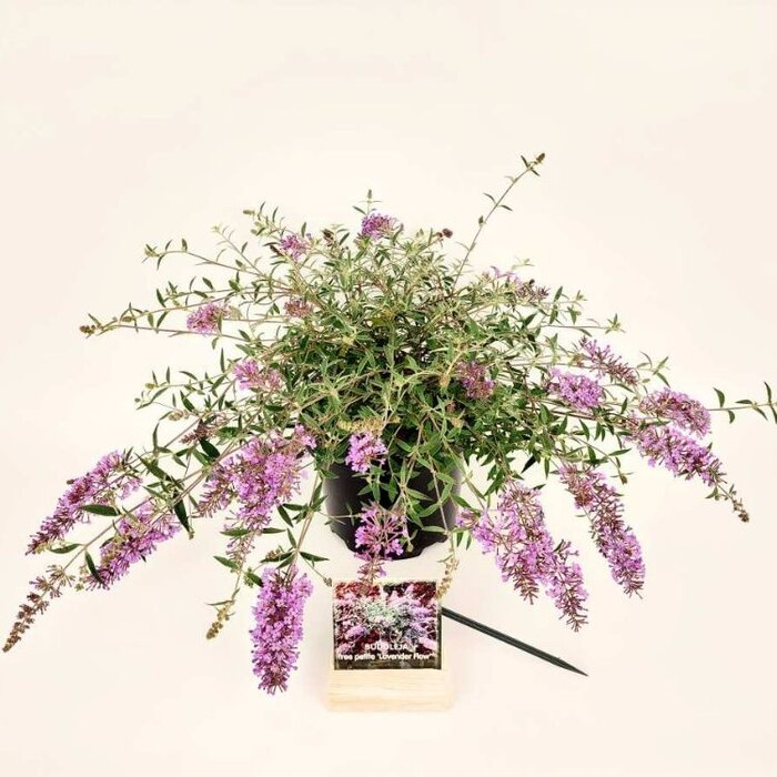 Vlinderstruik (Buddleja davidii 'Free Petite Lavender Flow' )
