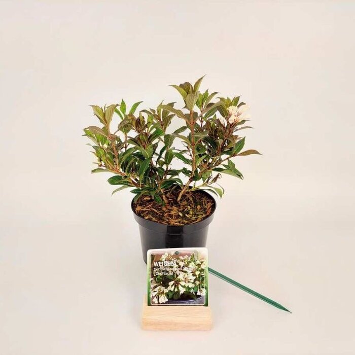 Weigelia (Weigela Black and White)