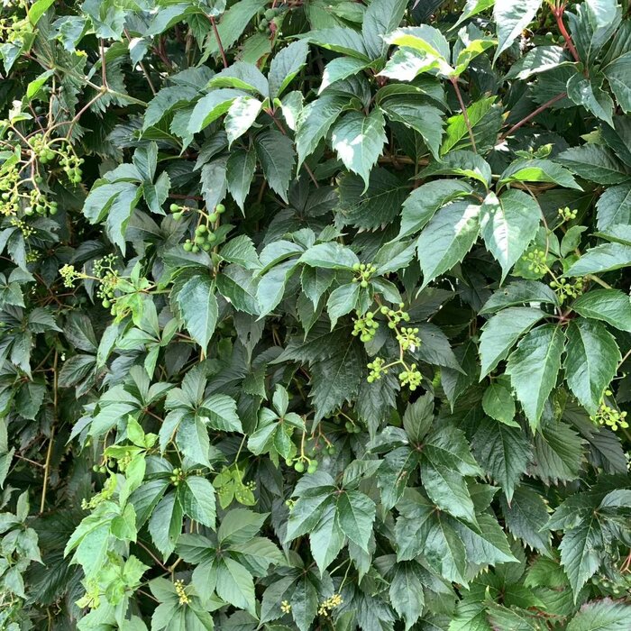 Wilde wingerd - Parthenocissus quinquefolia