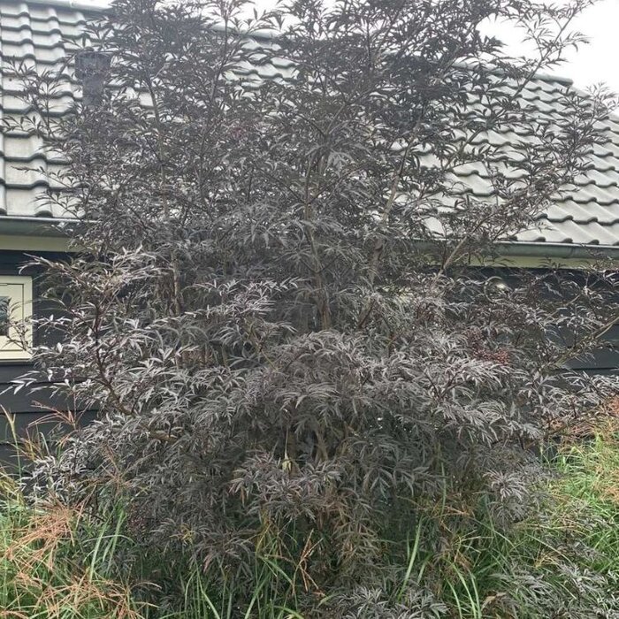 Zwarte vlier (Sambucus nigra Black Lace )