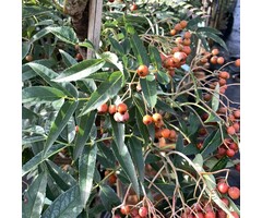 Lijsterbes - Sorbus commixta 'Fireball'