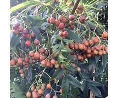 Meerstammige Lijsterbes - Sorbus commixta 'Fireball' Bolvorm