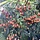 Lijsterbes - Sorbus commixta 'Fireball' meerstammig