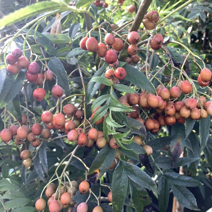 Lijsterbes - Sorbus commixta 'Fireball' meerstammig