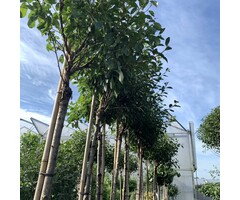 Bolprunus op stam - Prunus eminens 'Umbraculifera'