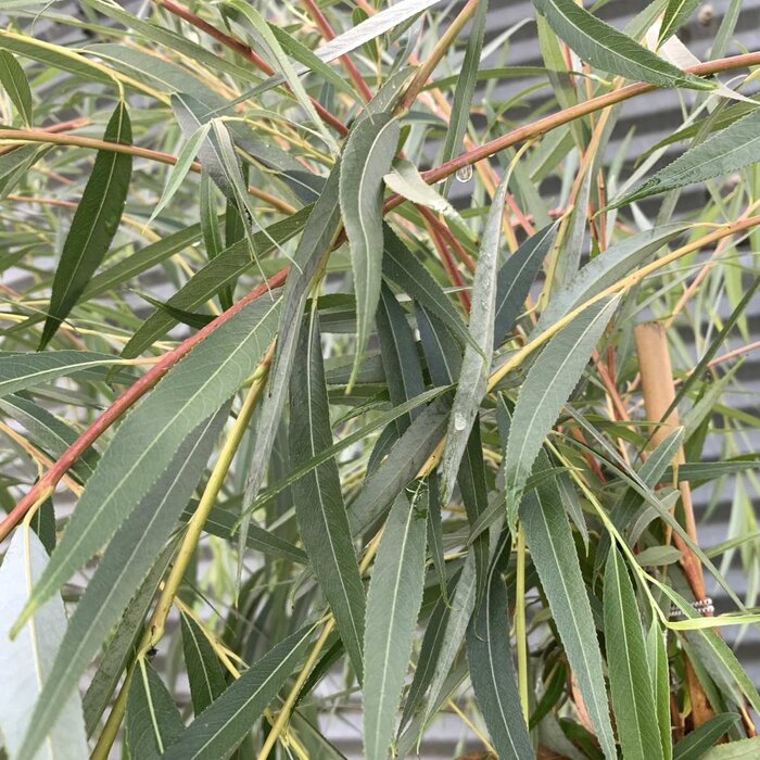 Gele treurwilg - Salix sepulcralis 'Chrysocoma'