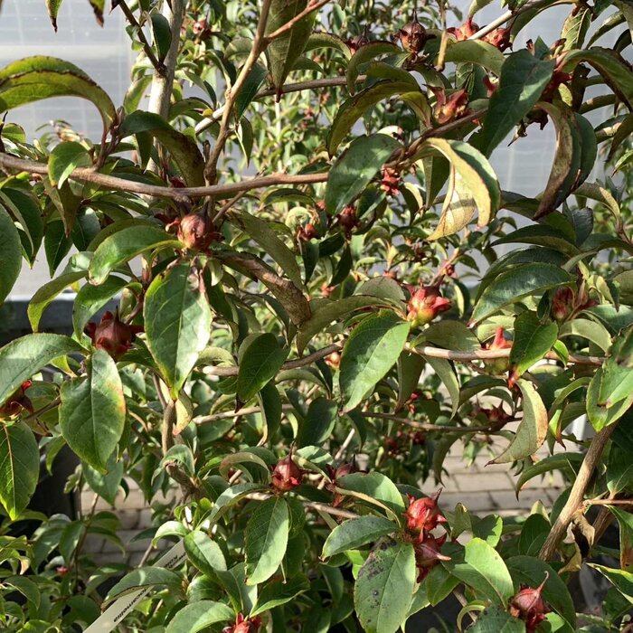 Schijncamelia (Stewartia pseudocamellia )