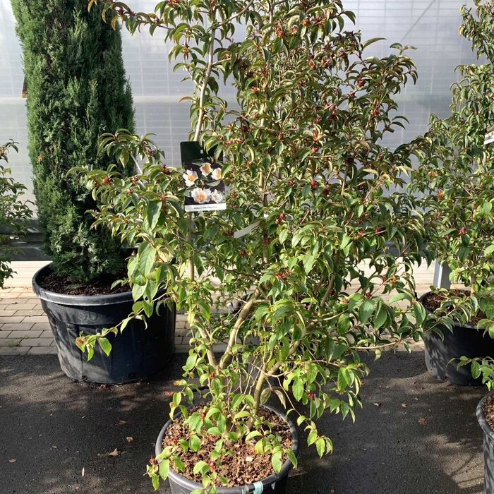 Schijncamelia (Stewartia pseudocamellia )